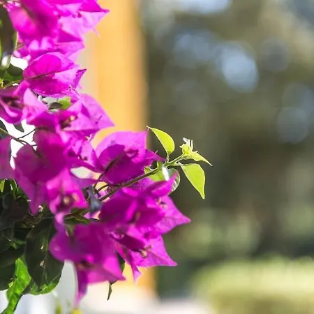 Rural Sant Patrici (adults Only) Otel 3*